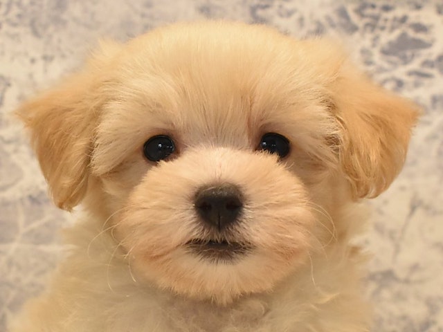 群馬県のハーフ犬・ミックス犬 (ペッツワンFC高崎東部店/2024年5月28日生まれ/男の子/クリーム)の子犬